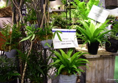 De Aspleniums van Braam.